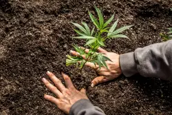 Ganja Gardening: Grow Your Own Herb & Veggies